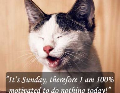 Funny sunday quotes