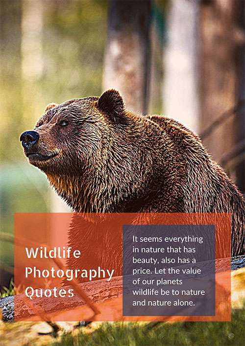 Beautiful-Wildlife-Photography-Quotes