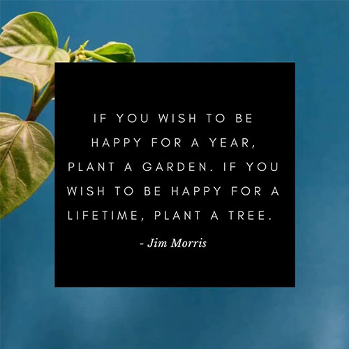 Happiness-is-Planting-A-Tree-Quotes