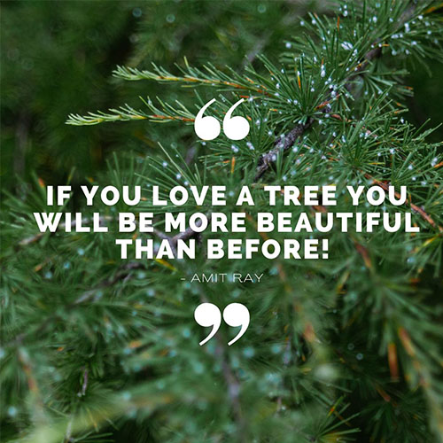 Inspirational-Tree-Quotes-and-Sayings