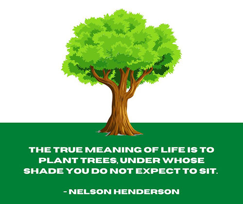 Quote-About-Planting-Trees-and-Shade